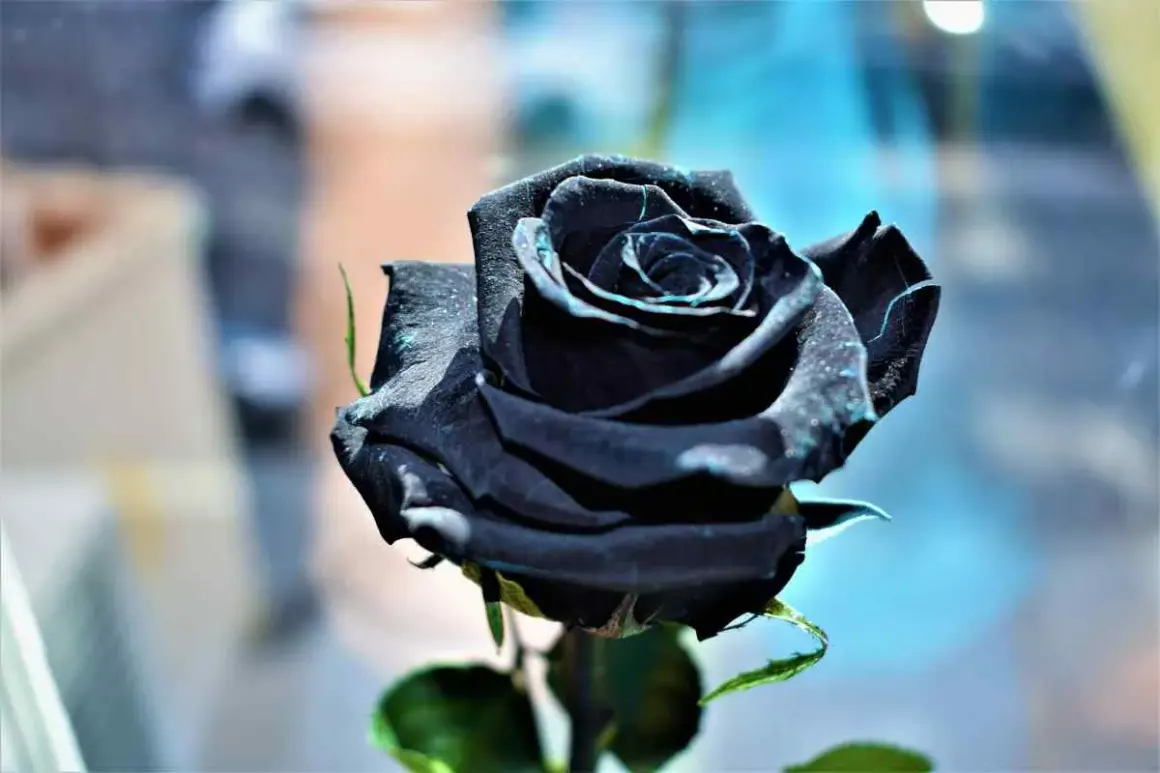 Una rosa nera, simbolo di mistero e passione. Il suo significato evoca un amore profondo e indimenticabile.