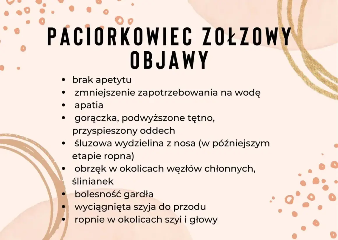 Objawy paciorkowca u konia: brak apetytu, gorączka, obrzęk ślinianek, ropnie w okolicach szyi.