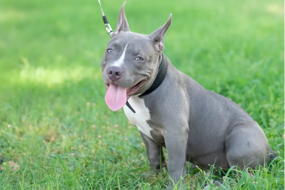 Un pitbull blue con ojos claros y lengua afuera, sentado en la hierba verde.