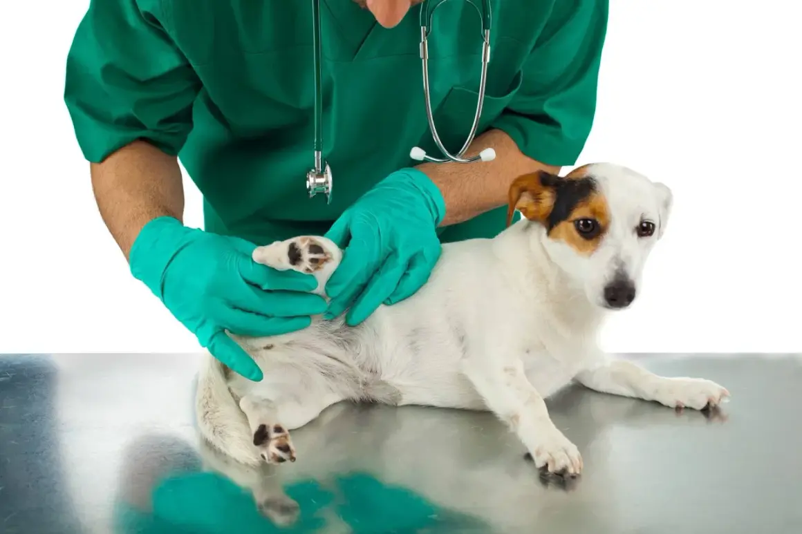Veterinario con guantes revisa a un perro para saber como quitar garrapatas.