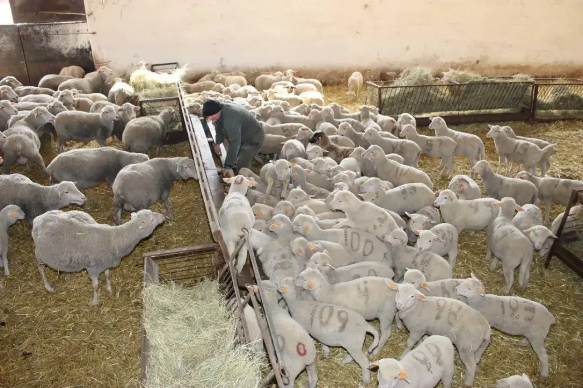 W zagrodzie dla owiec pracownik karmi stado. Owce są gęsto zgromadzone na słomie, niektóre mają numery namalowane na sierści.