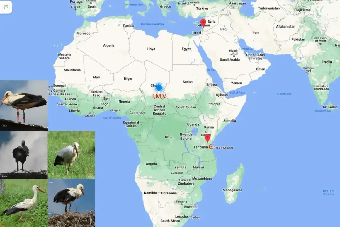 Bociany odlatują do Afryki. Mapa pokazuje ich trasę z Europy do Kenii i Tanzanii, z zaznaczonymi punktami J,M,V w Czadzie.