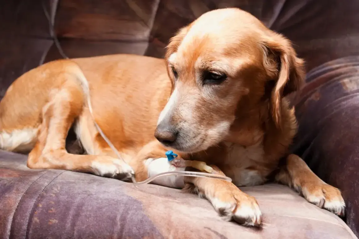 Chien brun pâle allongé, recevant une perfusion intraveineuse. Il semble fatigué, peut-être souffrant de la maladie de Crohn.