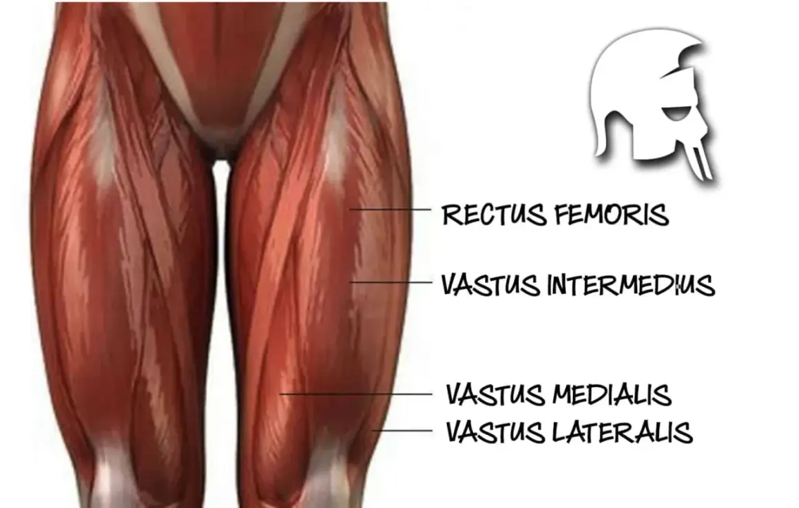 Muskeln des Oberschenkels, darunter der vastus lateralis, mit Beschriftungen.