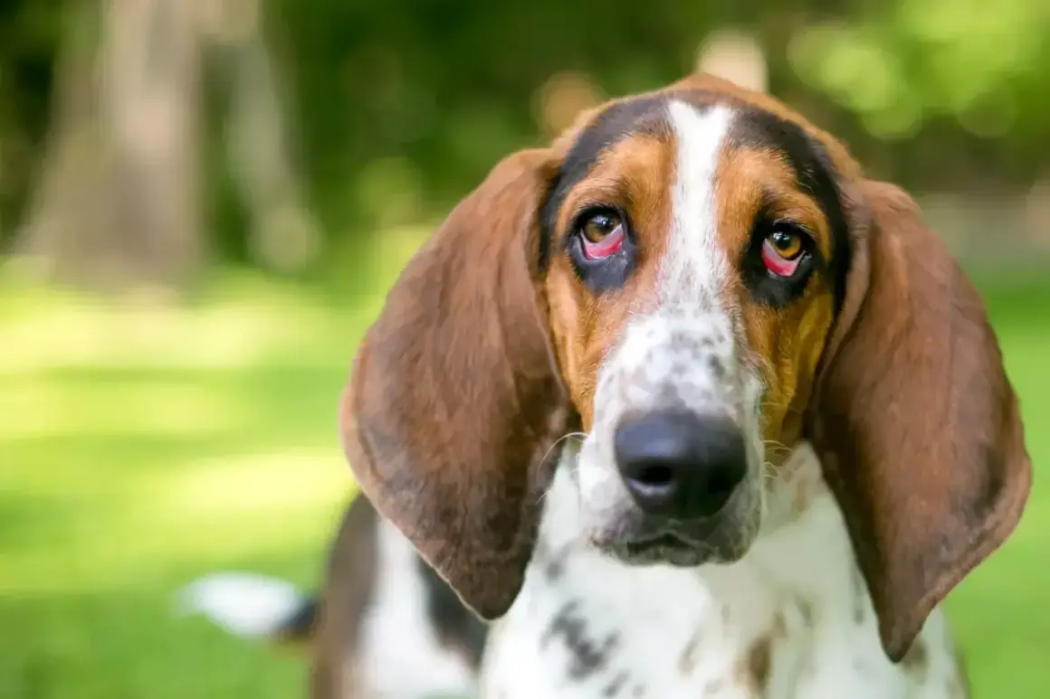 Smutny basset hound z brązowymi uszami i plamistą sierścią. Jego oczy, choć niebieskie, wydają się lekko zaczerwienione.
