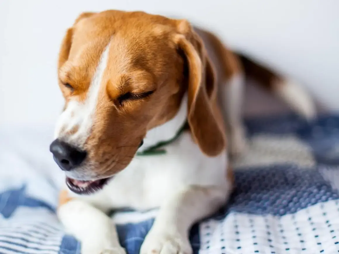 Beagle con ojos cerrados y boca abierta, quizás sintiendo un soplo en el corazón perros.