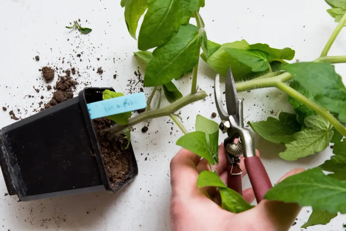 Beskära tomatplantor för bättre tillväxt. En hand håller sekatör för att toppa tomatplantor.