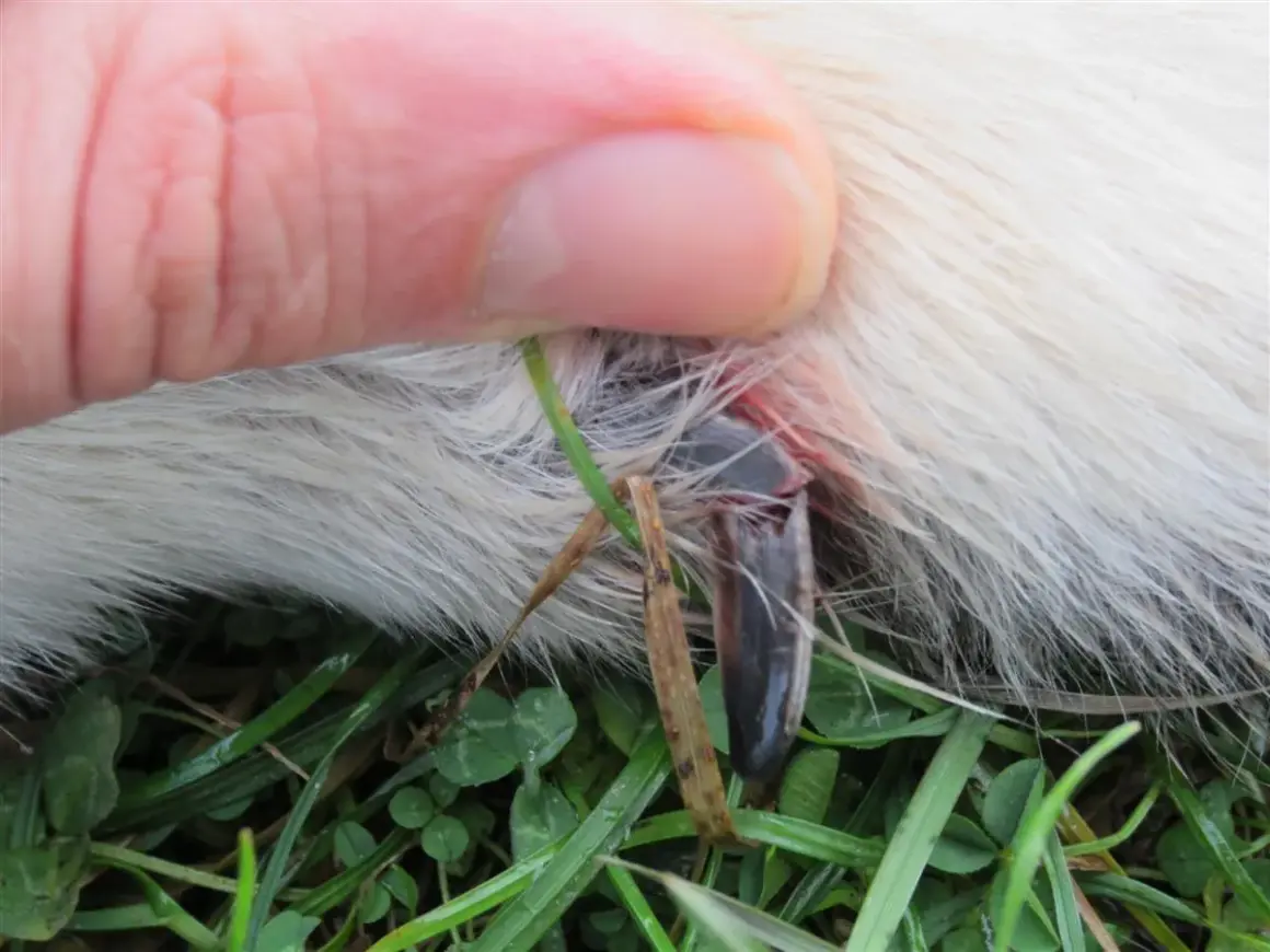 Gros plan sur une griffe cassée de chien, sans saignement visible, tenue par un doigt. Le poil blanc du chien est visible, ainsi que de l'herbe verte.
