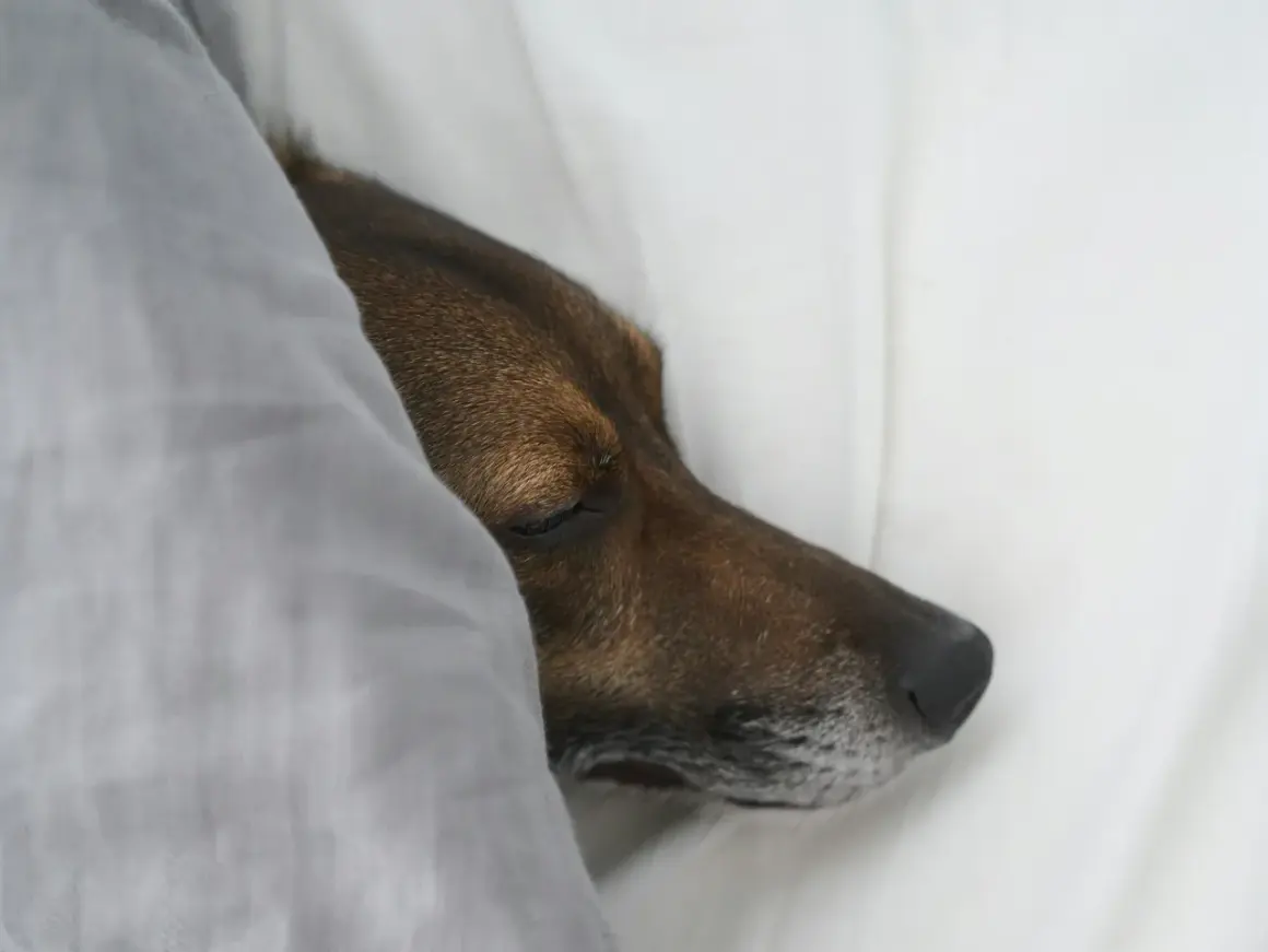 Un perro diabético duerme plácidamente bajo una manta gris.