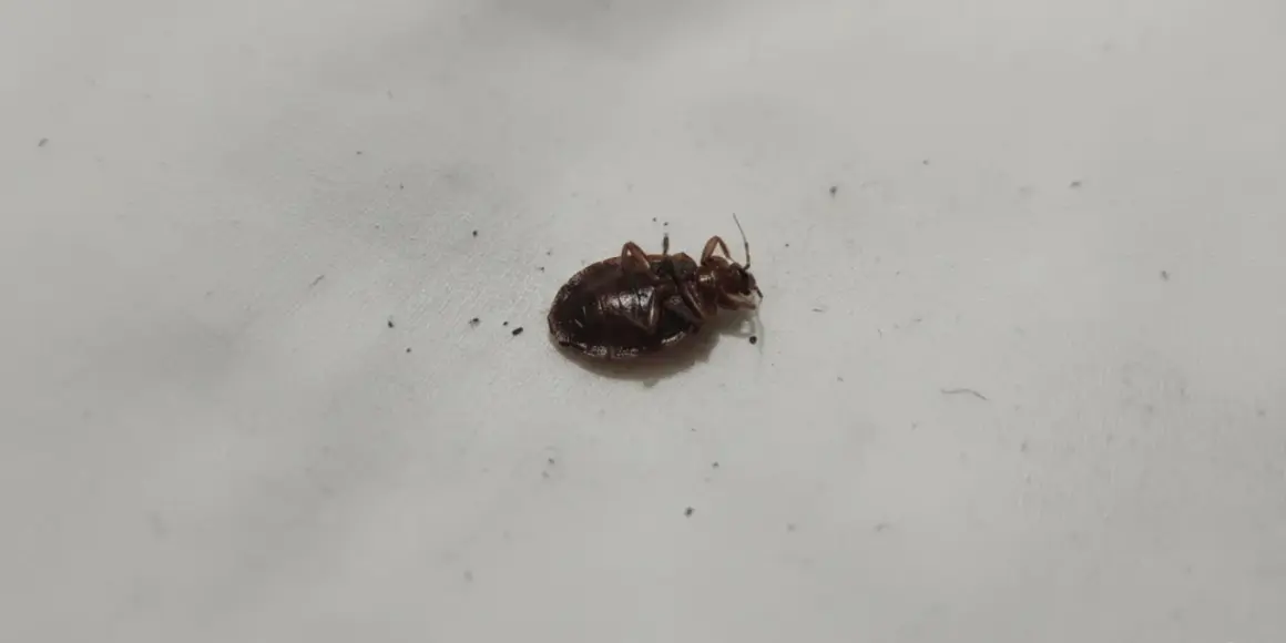 Une puce noire, probablement une punaise de lit, gît sur le dos sur un drap blanc. Elle semble être morte.