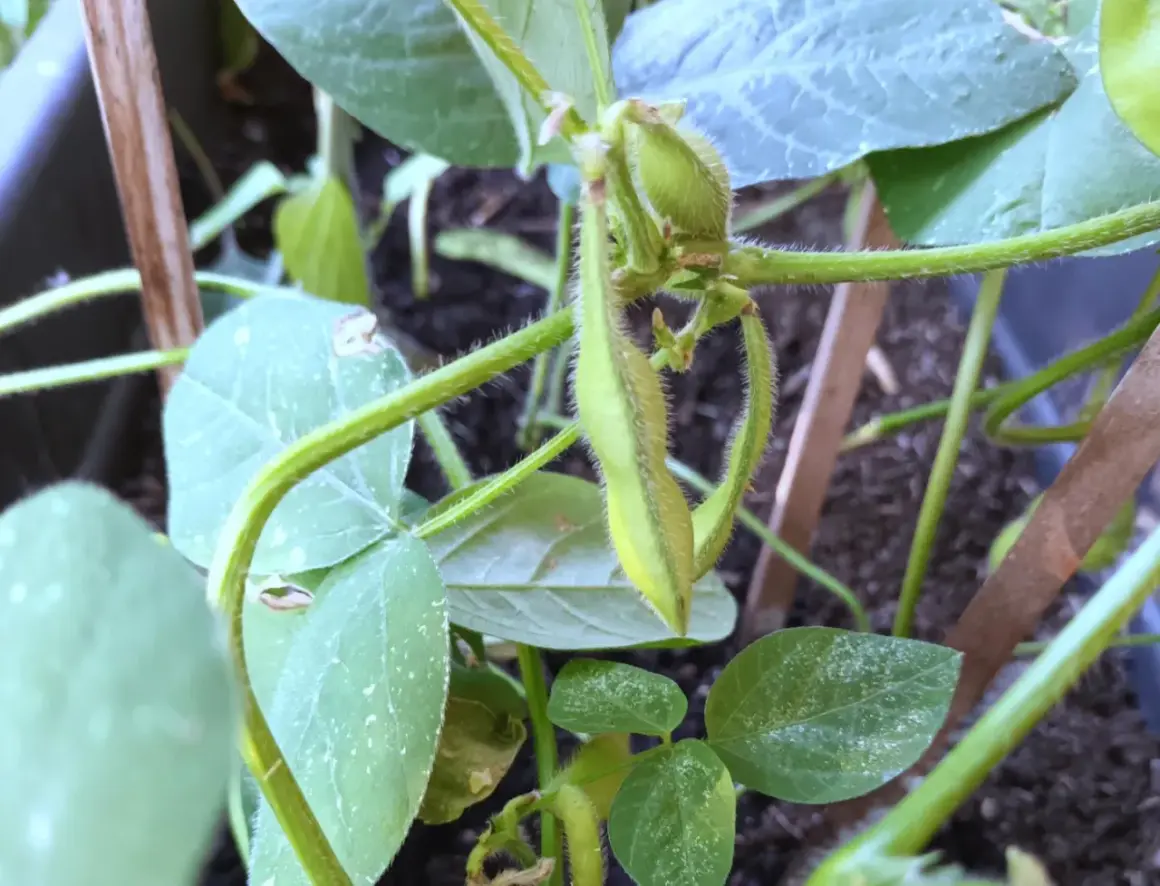 Nahaufnahme einer jungen Edamame-Pflanze mit grünen Schoten und behaarten Stielen.