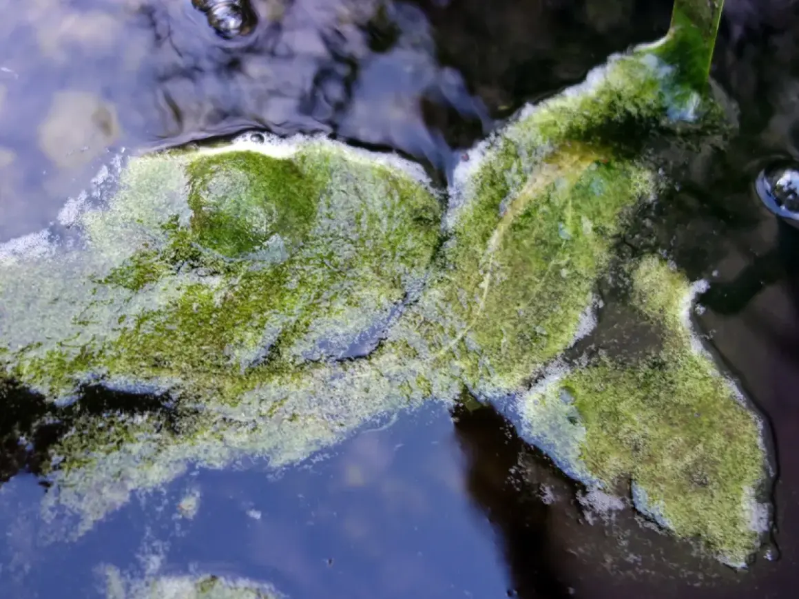 Masse d'algues vertes filamenteuses flottant à la surface de l'eau, formant des tapis verdoyants.