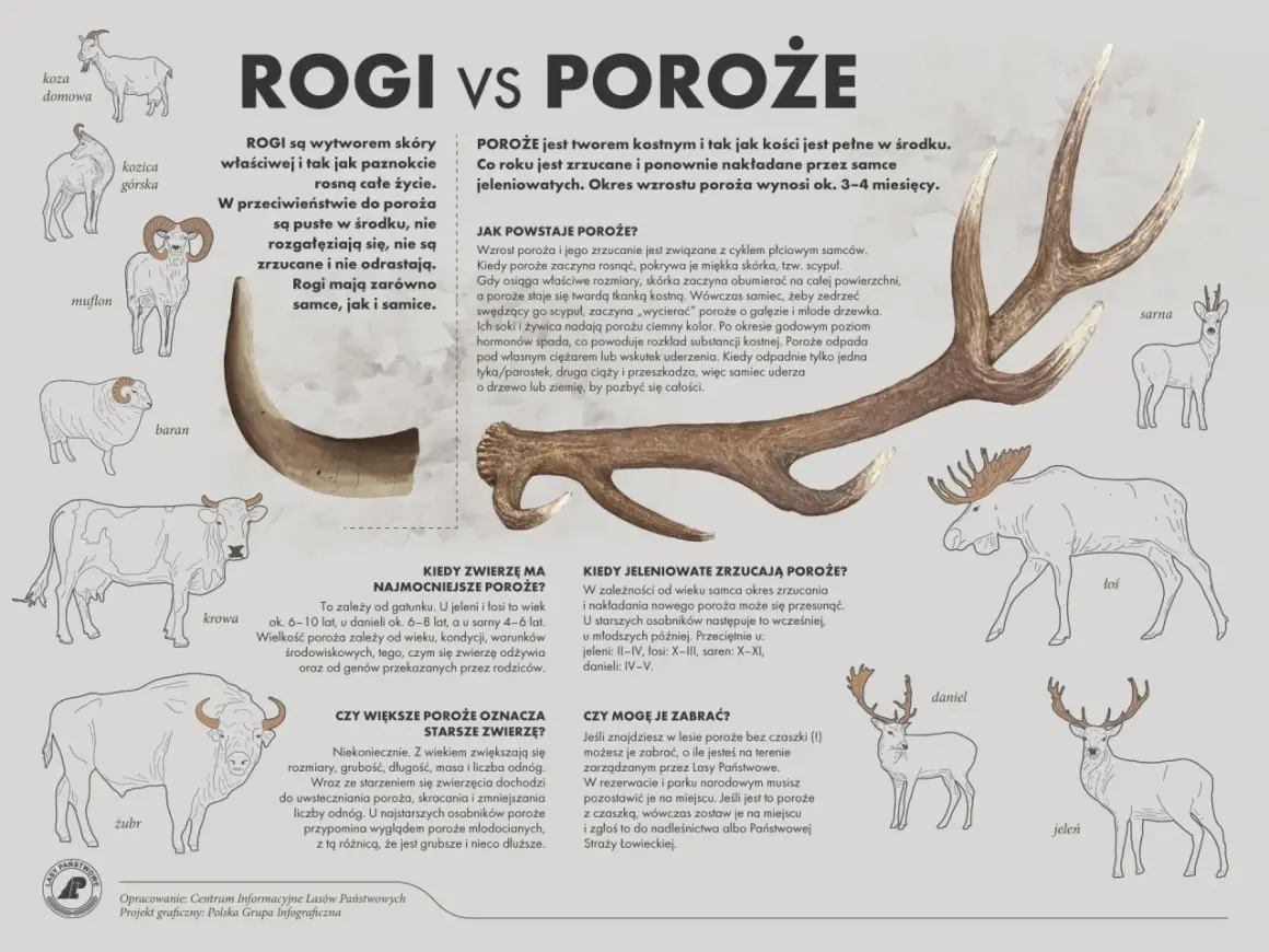 Kiedy łosie zrzucają poroże, jest to oznaka cyklu płciowego. Poroże jest kostne i odrasta co roku.