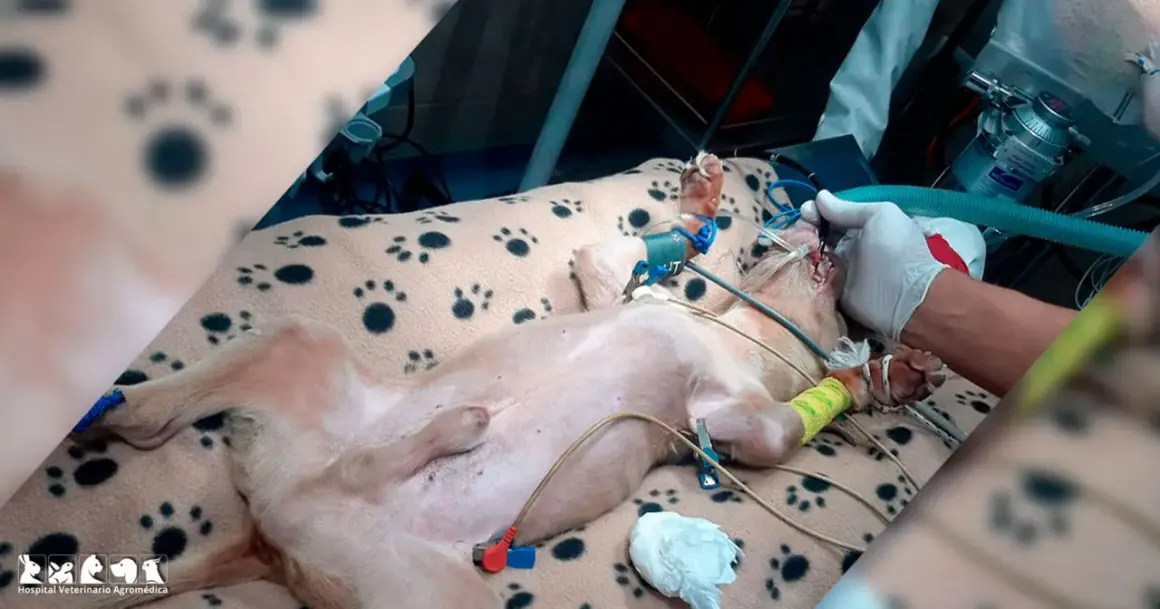 Perro con obstrucción intestinal en quirófano, recibiendo anestesia y monitorización.