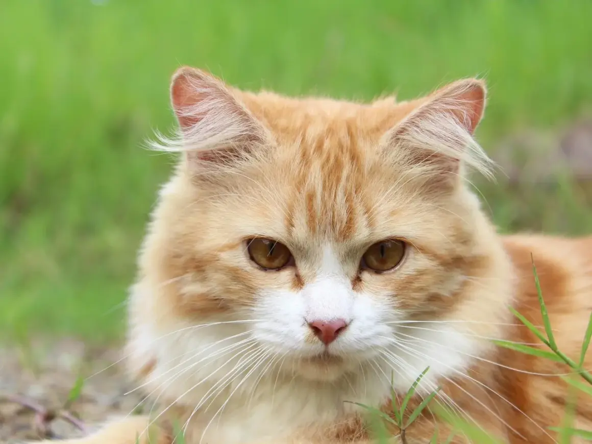 Ein orange-weißes Kätzchen mit bernsteinfarbenen Augen blickt neugierig in die Kamera. Man fragt sich, wie viele Haare eine Katze hat, wenn man ihr flauschiges Fell sieht.