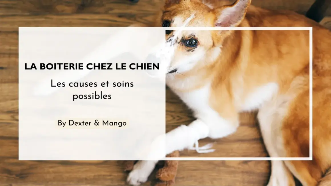 Mon chien boite mais pose la patte, sa patte avant est bandée. Le texte parle de la boiterie chez le chien.