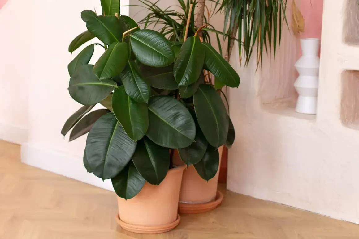 Un rigoglioso Ficus elastica con grandi foglie verdi lucide, in vaso di terracotta, accanto a un'altra pianta e a una nicchia decorativa con un vaso bianco.