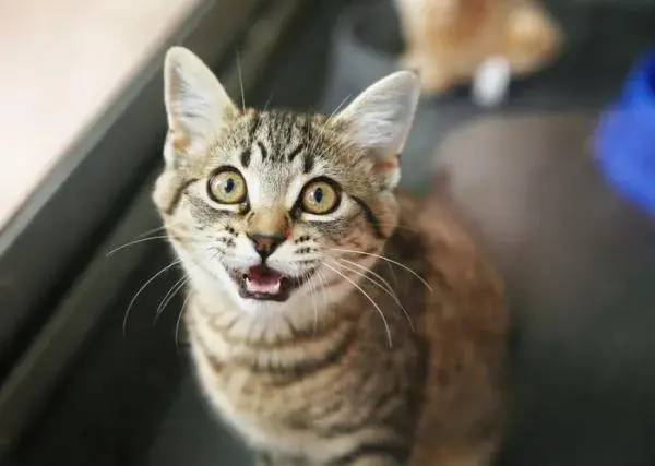 Cuánto le dura el celo a un gato macho y cómo afecta su comportamiento