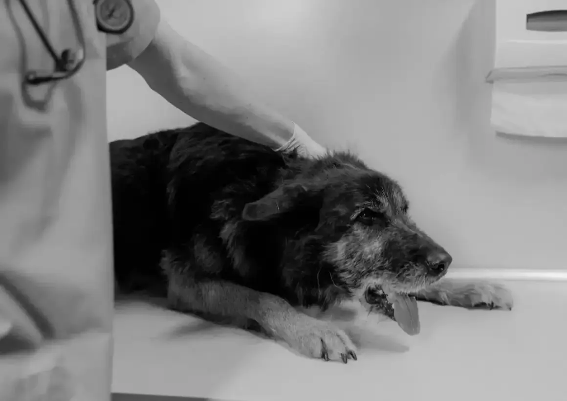 Tierarzt untersucht Hund, der sich übergeben muss. Was tun, wenn der Hund kotzt? Schnelle Hilfe ist wichtig.