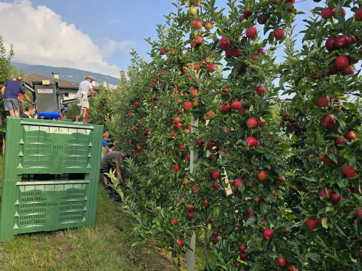 Raccolta di mele Melinda in Trentino. L'immagine mostra alberi carichi di frutti rossi e lavoratori intenti alla raccolta, con casse verdi pronte a contenere le mele.