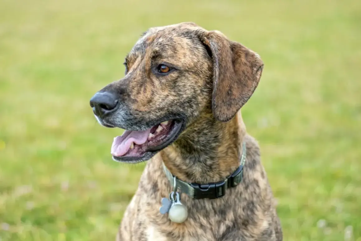 En stilig plott hund med brindle päls tittar åt sidan med öppen mun och tungan ute. Hunden bär ett halsband med en berlock.