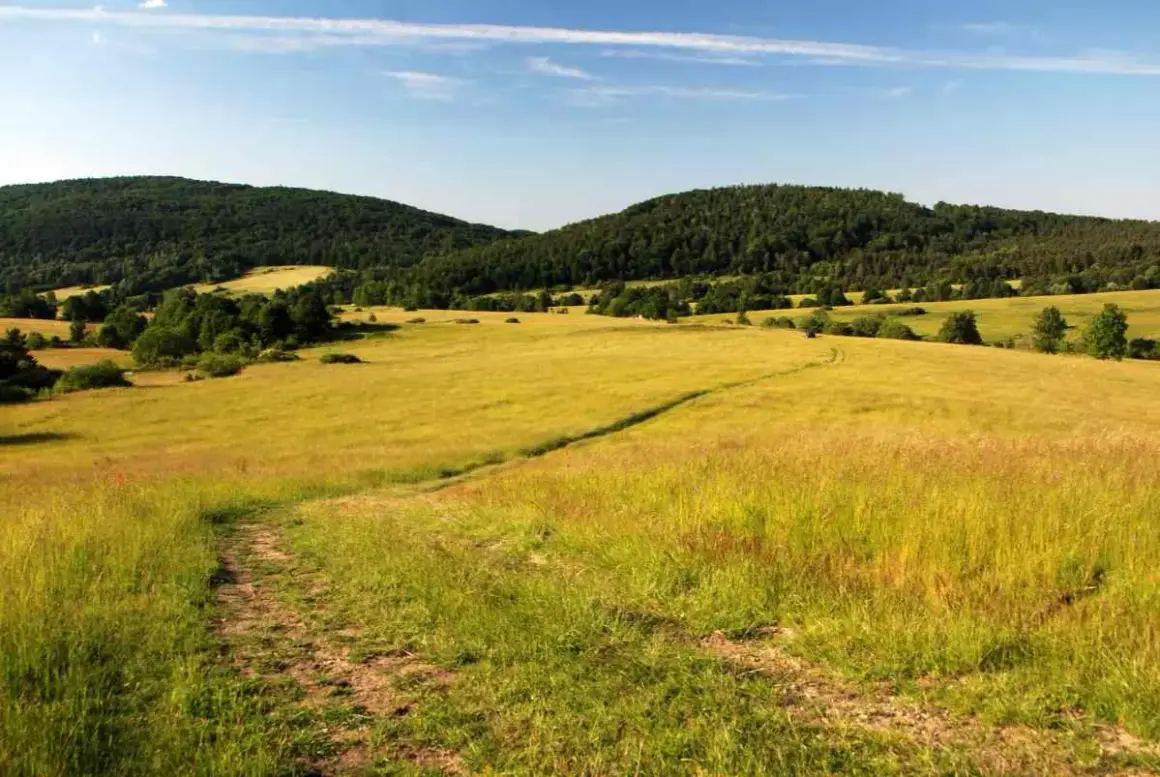 Beskid Niski - najpiękniejsze szlaki. Droga przez złote pola i lasy, zapraszająca do wędrówki.