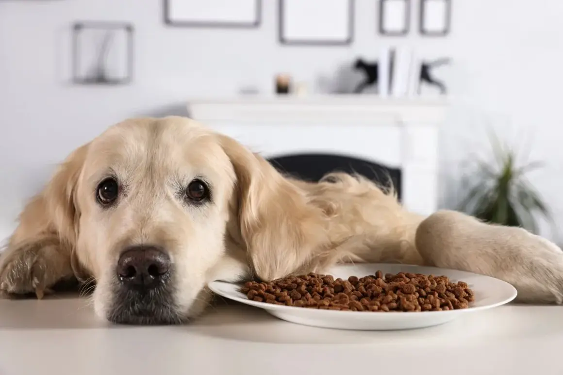 Smutny golden retriever leży obok miski z karmą, zastanawiając się, ile pies może nie jeść.
