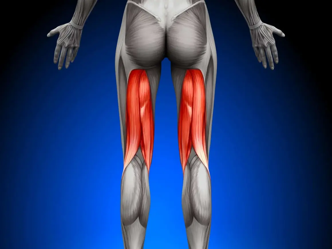 Rückansicht der Beinmuskulatur mit hervorgehobenem musculus semitendinosus.