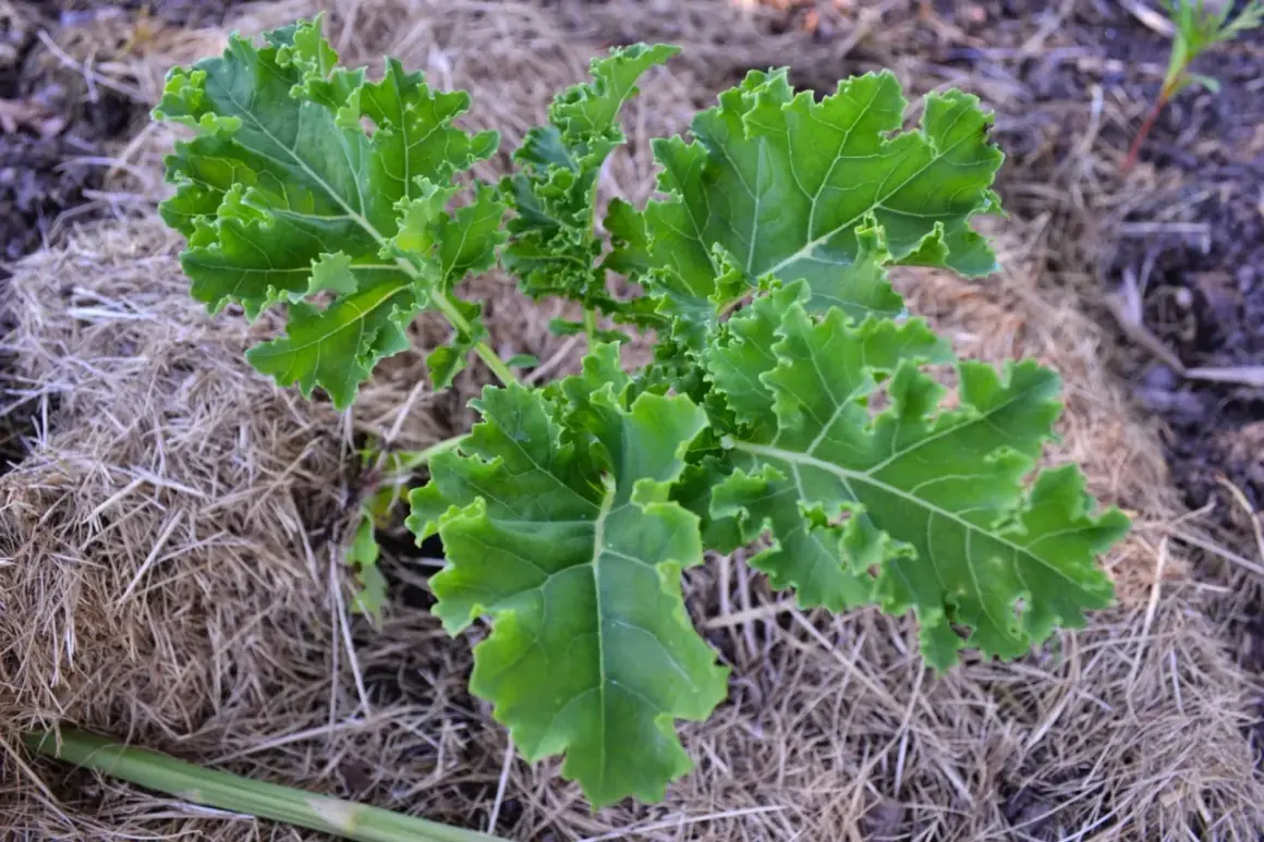 En grönkålplanta med krusiga blad växer i ett jordtäcke av halm. En spännande start för att odla kål!