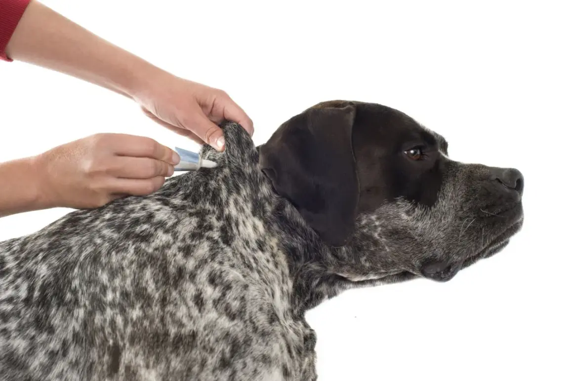 Manos aplican tratamiento antiparasitario en el cuello de un perro, evitando una garrapata mal quitada.