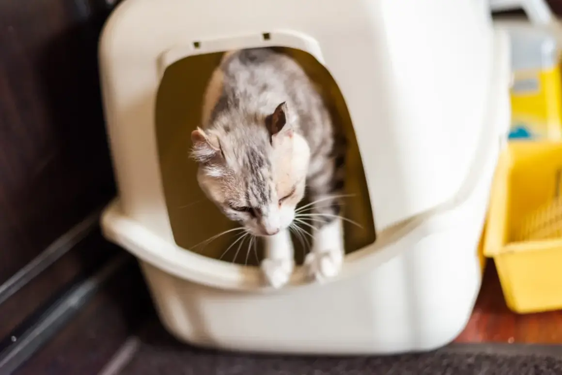 Un chat tigré, visiblement inquiet, est dans sa litière. Il semble être un chat qui urine beaucoup, peut-être à cause d'un problème de santé.