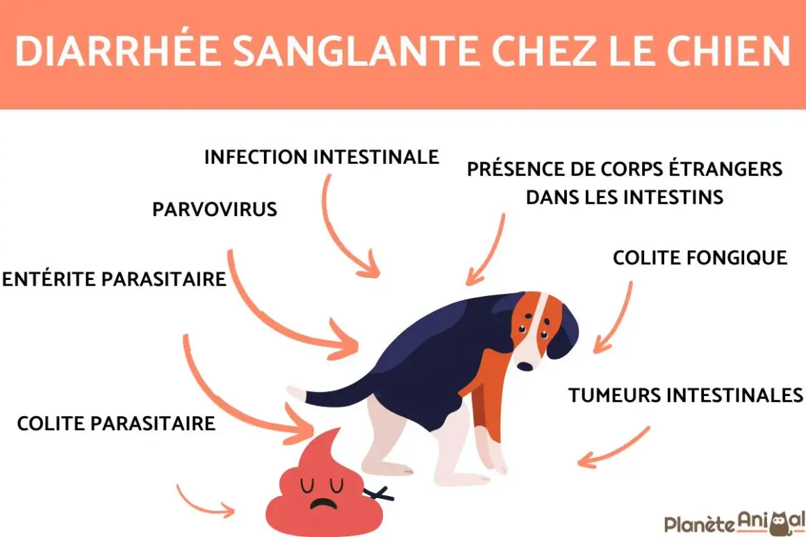Un chien triste a du sang dans les selles, causé par diverses affections intestinales comme le parvovirus ou des corps étrangers.