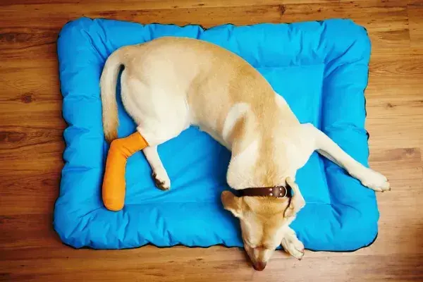 A mi perro le cuesta levantarse con las patas traseras, causas y soluciones
