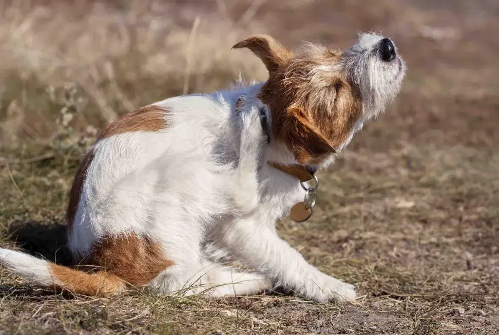Cómo quitar pulgas de perro con vinagre: un remedio efectivo y seguro