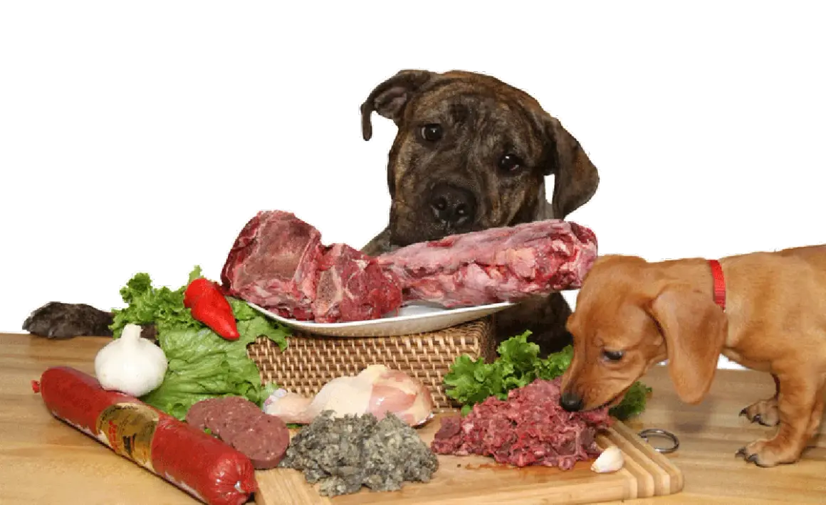 Es bueno darle carne cruda a los perros: riesgos y beneficios que debes conocer