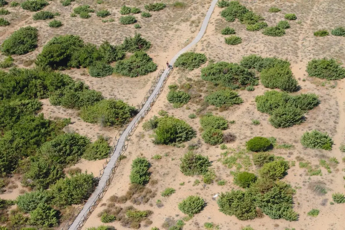 Sentiero in legno serpeggia tra la vegetazione della pineta di levante. Due persone passeggiano.