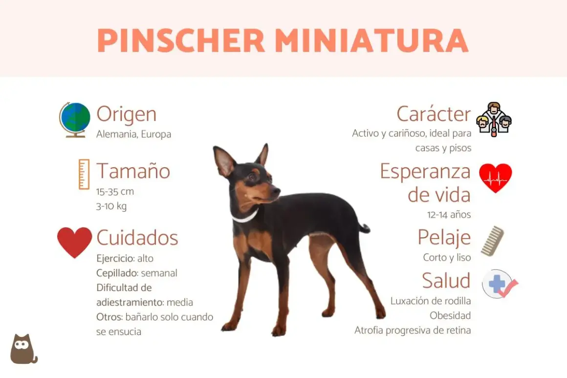Un Pinscher Miniatura, perro de origen alemán, con pelaje corto y liso. Ideal para casas y pisos. Conoce sus cuidados y salud.
