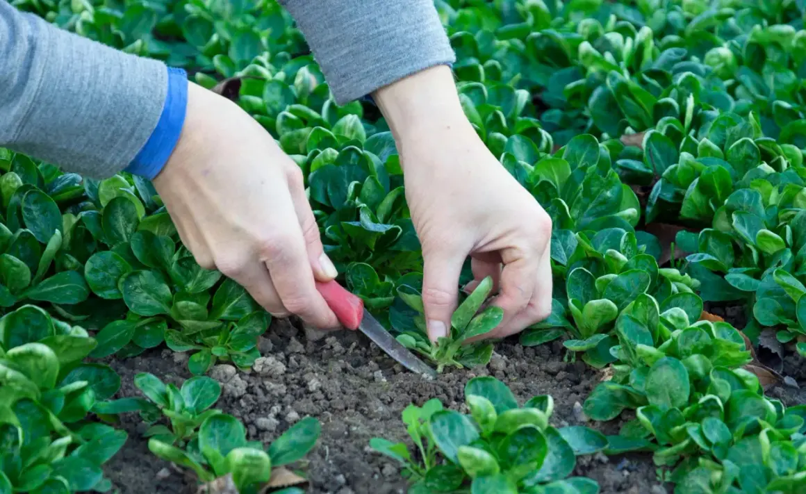 Hände ernten mit einem kleinen Messer frischen Feldsalat aus dem Beet.