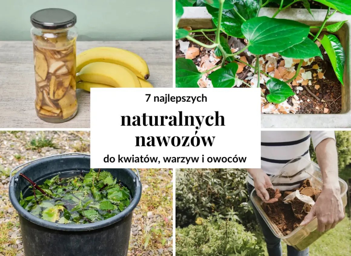 Jak zrobić nawóz naturalny? Praktyczne przepisy na ekologiczne nawozy do roślin