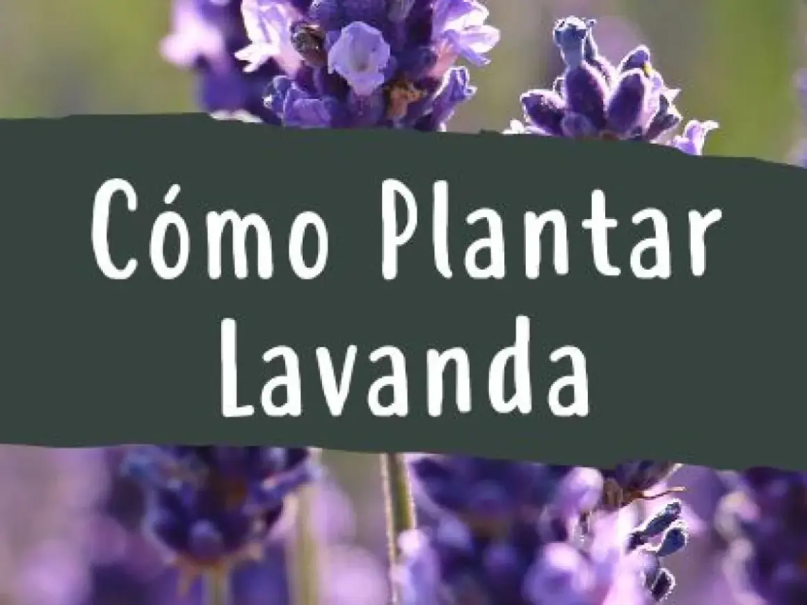 Cuando plantar lavandas: la clave para un jardín exitoso