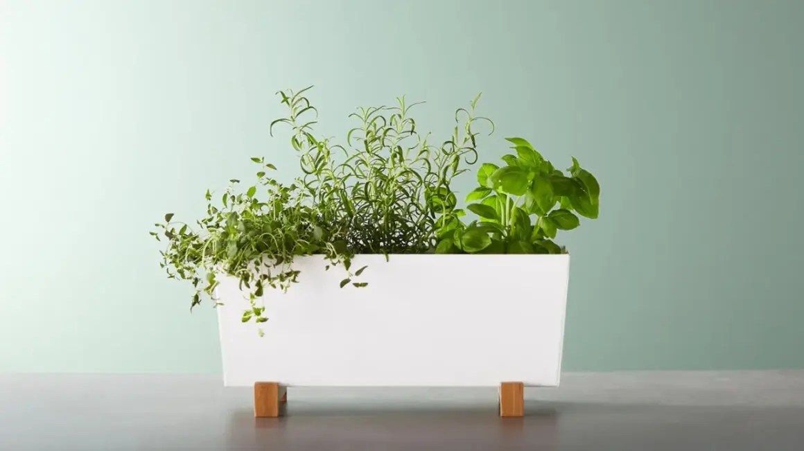 Macetas decorativas que transformarán tu hogar y jardín con estilo