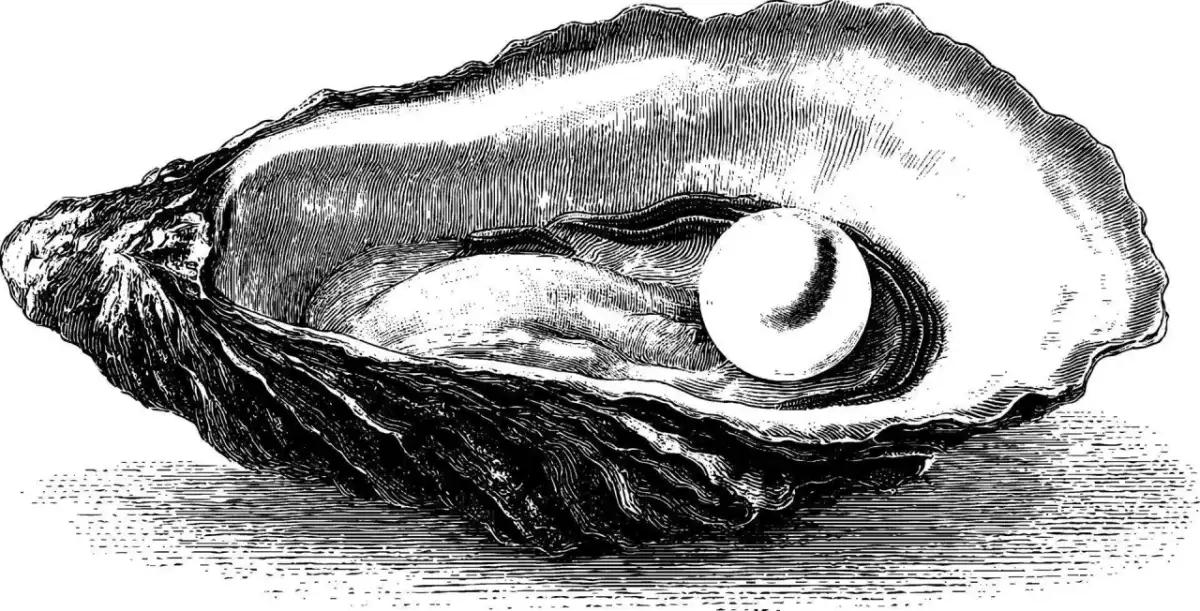 Oyster Shell Drawing - Master the Art of Observation