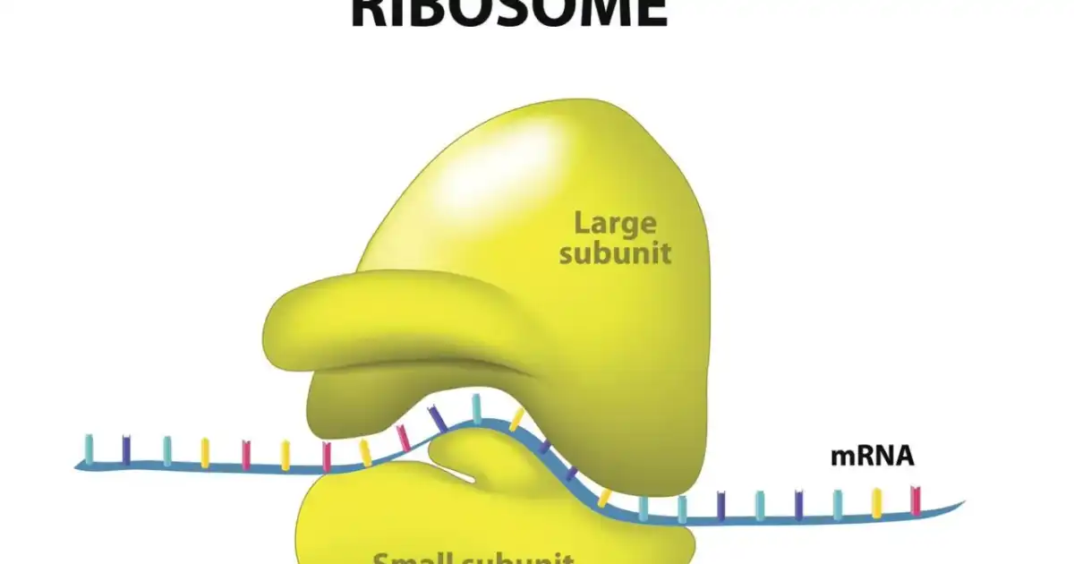 Rybosomy - Jak działają i dlaczego są kluczowe dla życia?