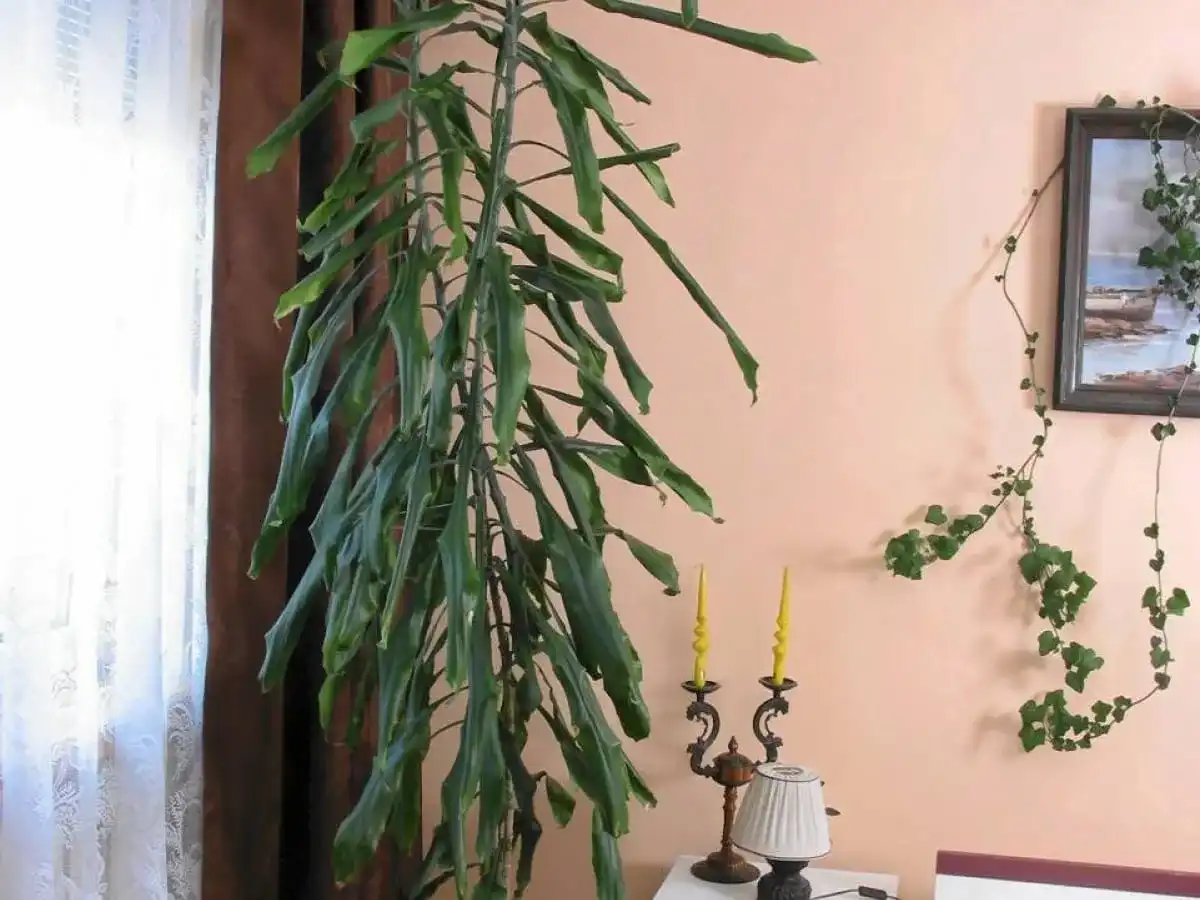 Czy dracena to kwiat trujący? Objawy i bezpieczna uprawa
