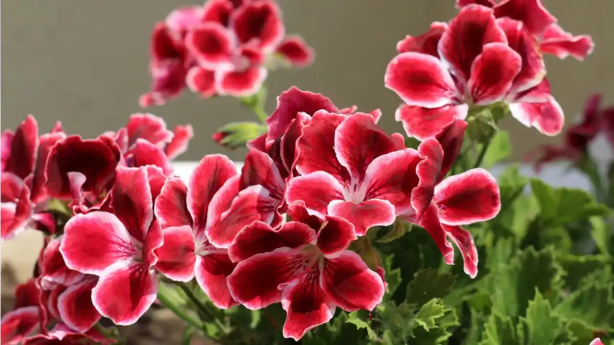 Pelargonia królewska - pielęgnacja, by kwitła jak nigdy!