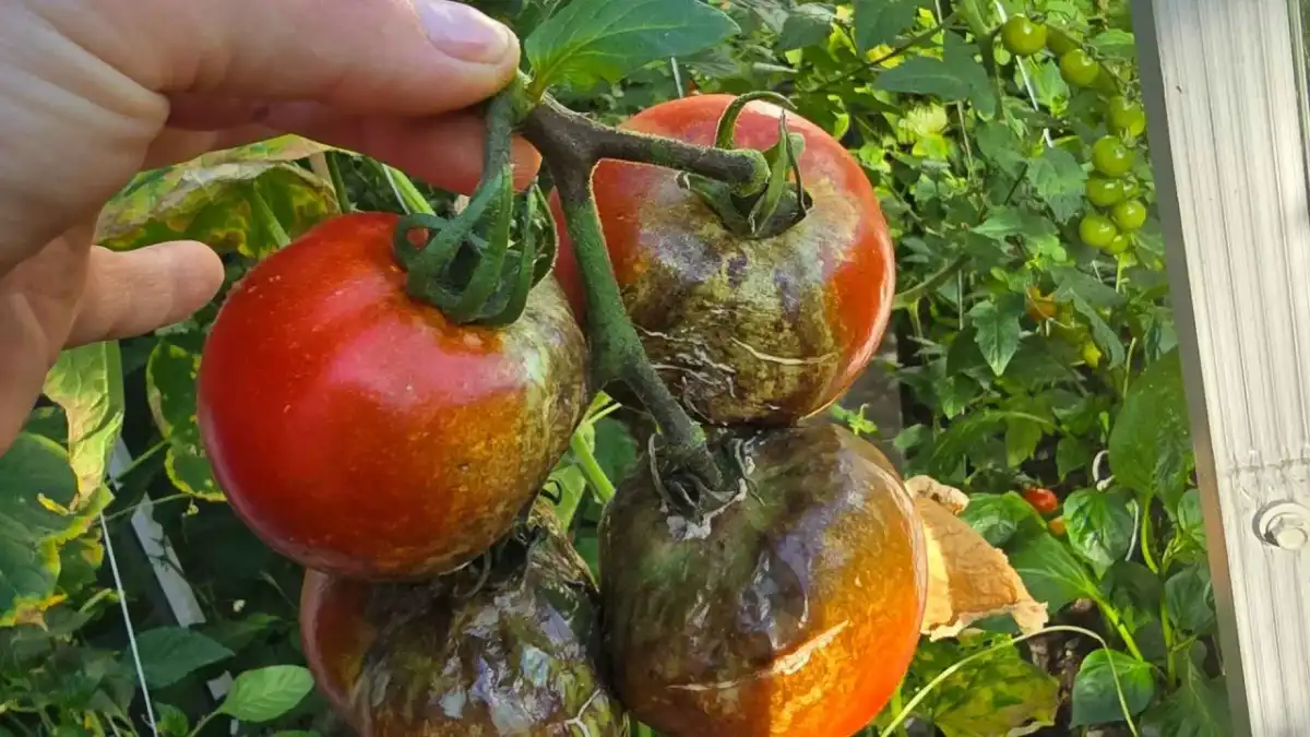 Zaraza ziemniaczana na pomidorach - Rozpoznaj i uratuj plony!