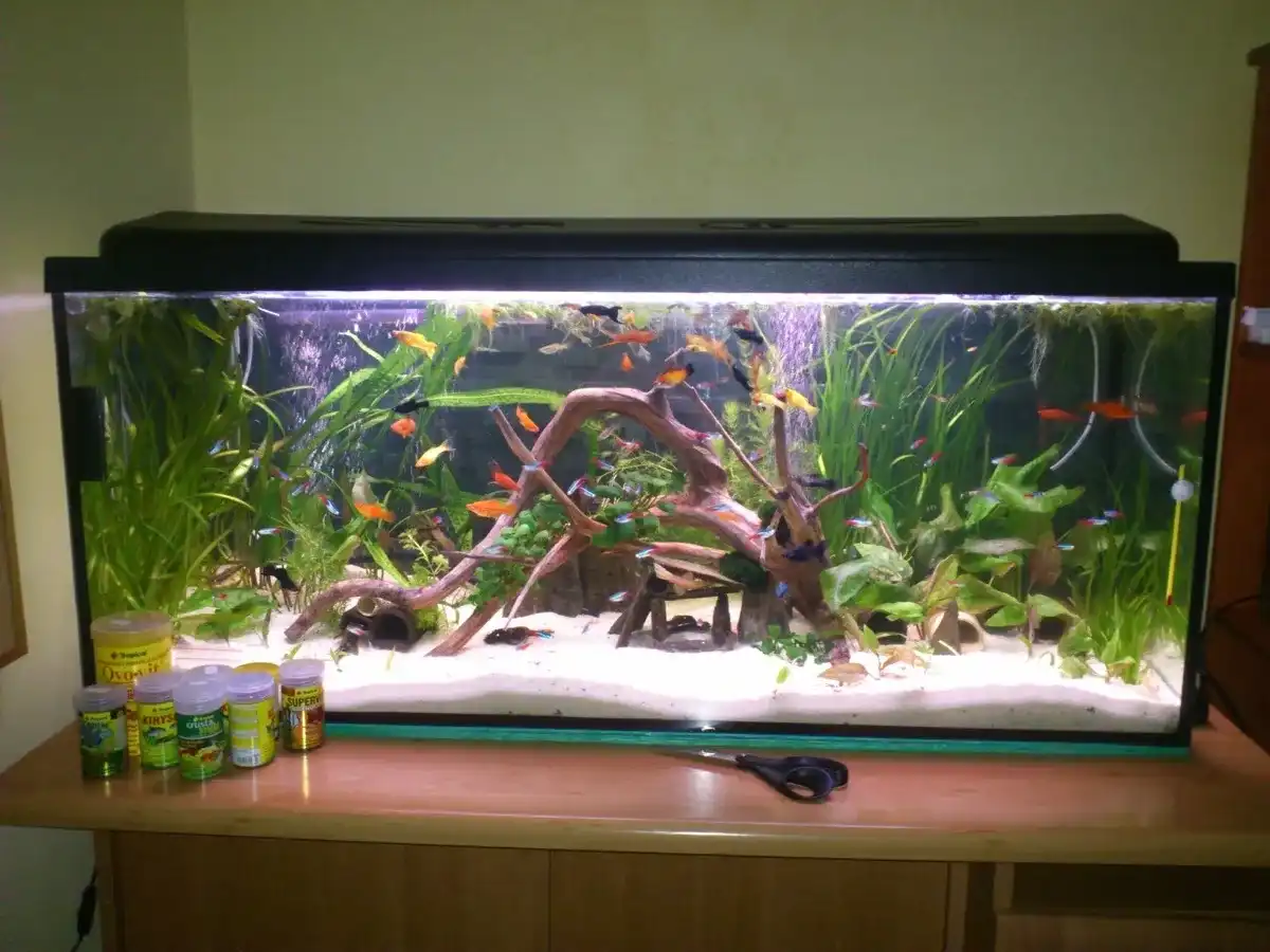 Limnophila heterophylla - Jak stworzyć gęste tło w akwarium?
