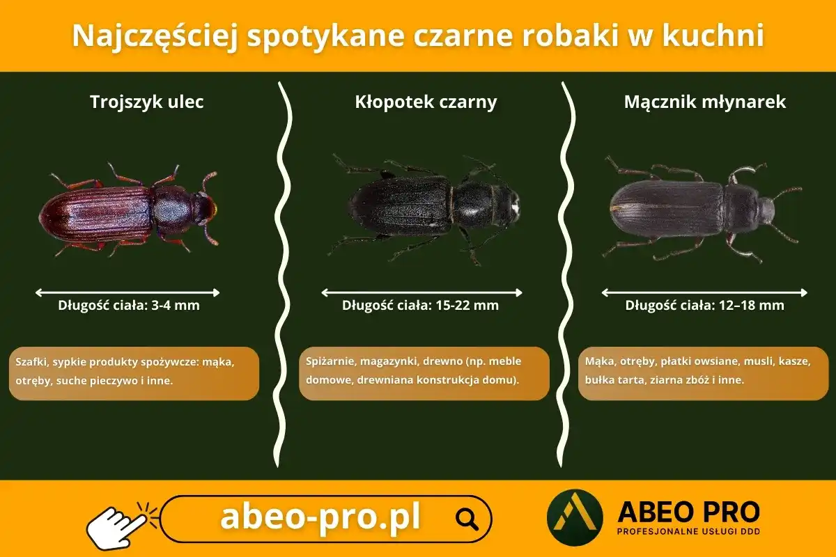 Małe czarne robaczki - Czy to pluskwy? Rozpoznaj i działaj!