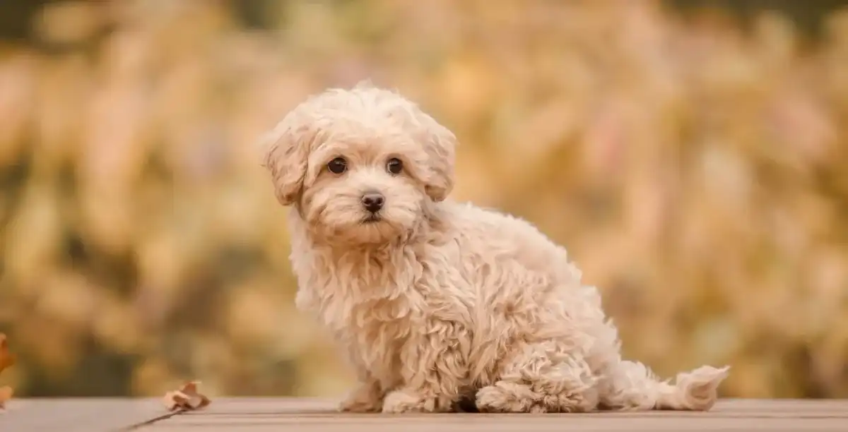 Dorosły Maltipoo - charakter, pielęgnacja i codzienne potrzeby