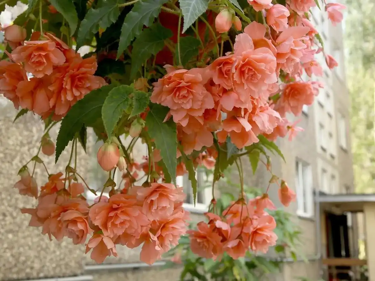 Begonia kaskadowa - uprawa bez błędów! Kwitnie do jesieni